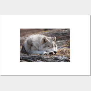 Arctic Wolf Posters and Art